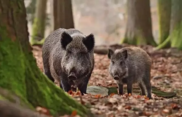 Un barbat a lovit cu masina o turma de porci mistreti, iar sapte dintre ei au murit. Reactia Politiei