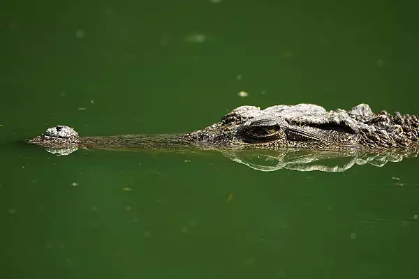 Un barbat din Australia a supravietuit dupa ce capul i-a fost prins in falcile unui crocodil