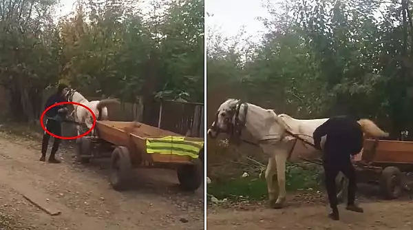Un barbat din Buzau si-a batut calul cu drujba pornita, apoi l-a lovit cu pumnii si picioarele. Prins de politisti, si-a cerut scuze