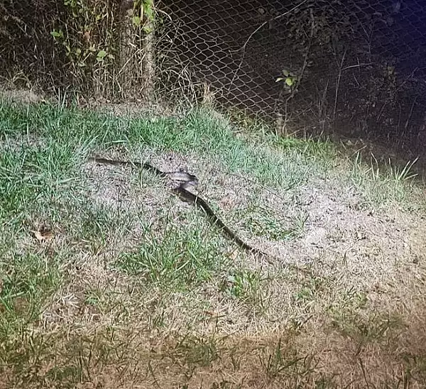 Un barbat din Gorj a avut in masina un sarpe, timp de trei zile