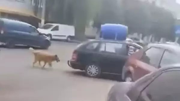 Un barbat si-a legat cainele de masina si l-a tarat dupa el. Scena socanta pe o strada din Navodari - VIDEO