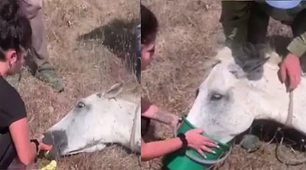 Un cal abandonat in soare, pe un camp din Constanta, a fost salvat de oameni cu suflet