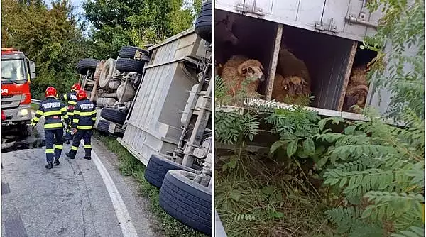 Un camion care transporta sute de oi s-a rasturnat pe DN 67, in Valcea