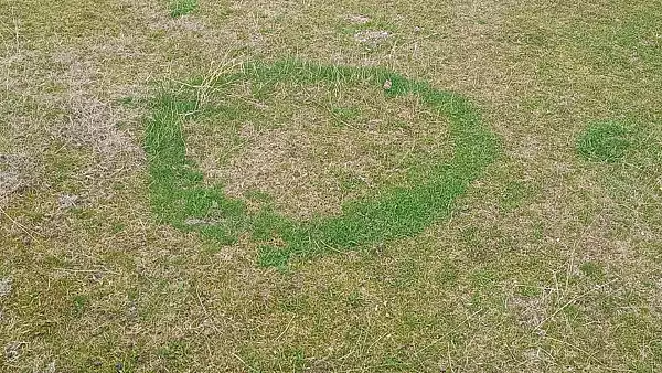Un cerc misterios in iarba aparut in Buzau a incins imaginatia internautilor. De la ce s-a format, de fapt