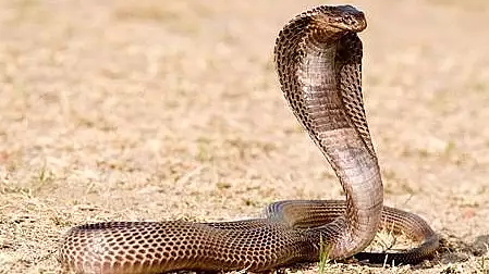 Un indian si-a ucis sotia bagandu-i o cobra in pat. Detalii socante din ancheta