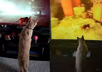 Un joc video in care esti o pisica a devenit viral pe internet. Animalele din viata reala nu se pot desprinde de televizor / FOTO