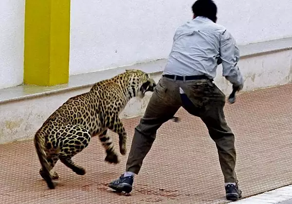 Un leopard a intrat intr-un tribunal din India si a atacat mai multe persoane. Cel putin sase oameni au fost raniti