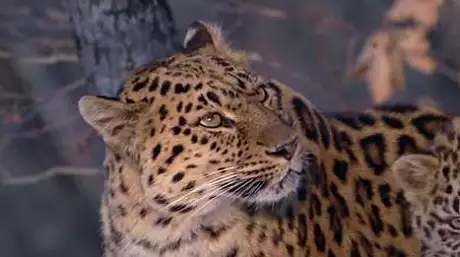 Un leopard din subspecia protejata Amur, reperat in China! In lume mai exista 70 de exemplare 