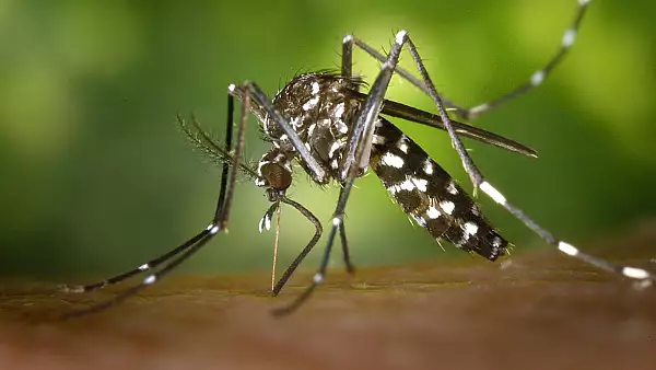 Un nou caz grav de infectare cu virusul West Nile. O femeie de 74 de ani, din Bihor, in coma la spital