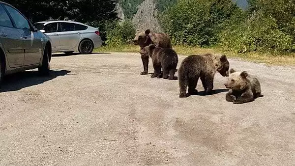 Un nou mesaj Ro-Alert care anunta prezenta unui urs la oras. De data aceasta in statiunea Baile Tusnad