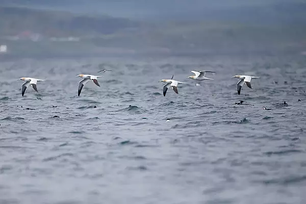 Un nou studiu sugereaza ca evolutia pasarilor a inceput cu mult inainte de disparitia dinozaurilor