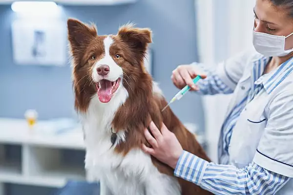 Un nou vaccin ar putea vindeca tumorile canceroase la caini, dar si la oameni. Descoperirea stiintifica ce va schimba totul in medicina