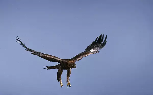 Un parapantist a fost atacat de un vultur auriu timp de cateva minute in timpul zborului, in Franta