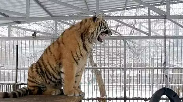 Un pui de tigru siberian care canta face senzatie pe internet: A fost botezat dupa un celebru contratenor