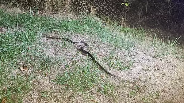 Un sarpe norocos: a rezistat 3 zile inchis intr-un autoturism. A fost eliberat in natura de jandarmi