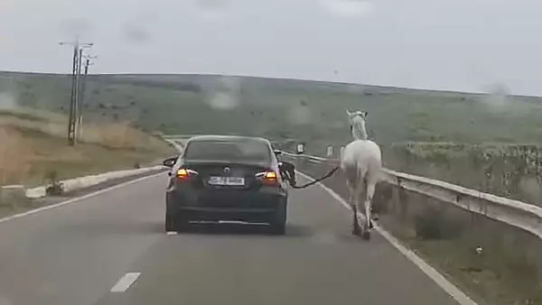 Un sofer de BMW si-a plimbat calul direct din masina. Videoclipul a incins retelele de socializare