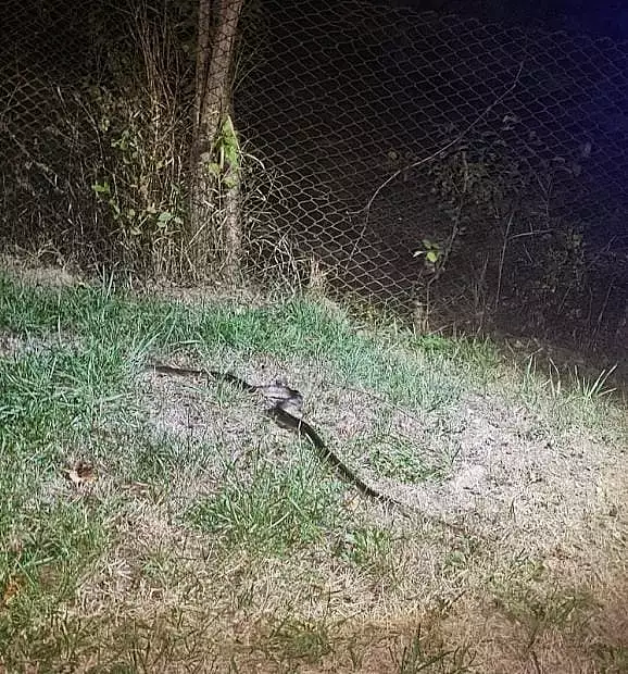 Un sofer din Gorj a stat trei zile cu un sarpe de 1,5 m in masina. Jandarmii au gasit locul in care se ascundea | VIDEO