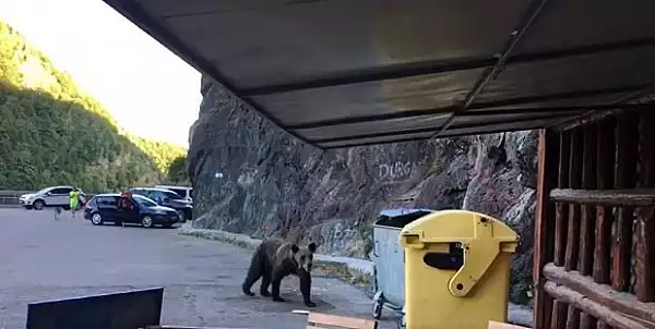 Un urs a fost filmat in timp ce cauta mancare langa o terasa din zona Barajului Vidraru