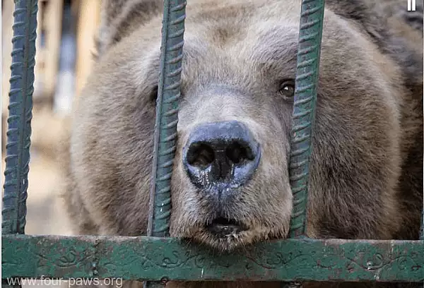 Un urs care a trait 20 de ani in captivitate a fost eliberat. Povestea trista a animalului
