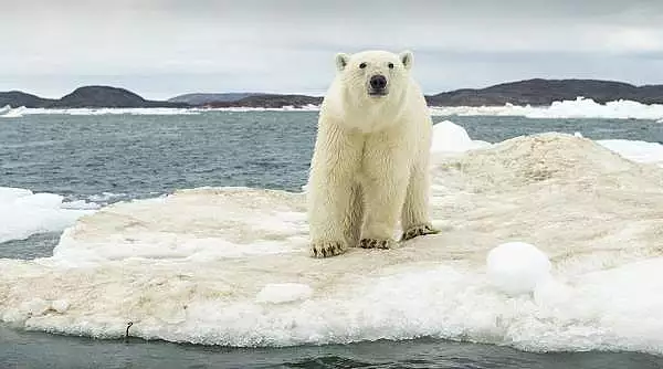 Un urs polar care a ajuns in Islanda pe un ghetar a fost imediat ucis de politisti. Ce motiv au invocat