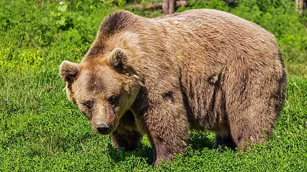 Un urs prins in capcana la Milova a fost tranchilizat pentru a putea fi eliberat. FOTO cu operatiunea de salvare