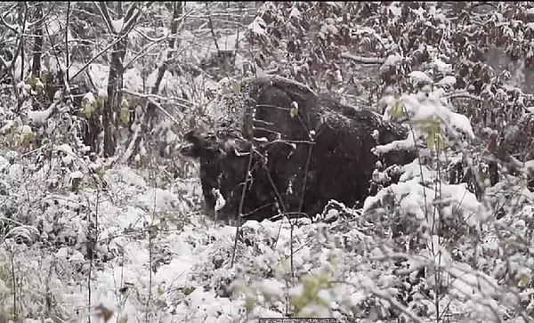 Un zimbru impunator, filmat la masa intr-o padure din Parcul Natural Vanatori Neamt VIDEO
