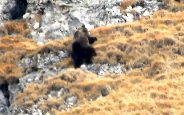 Urs filmat cum isi taraste prada, o capra neagra. Imagini surprinse in Parcul Natural Bucegi VIDEO