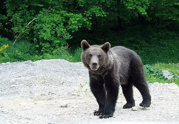 Urs lovit de o masina in judetul Sibiu / Animalul a murit 