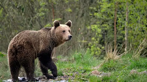 Ursul care a atacat o fata de 14 ani gravida si un batran nu a fost inca gasit. Autoritatile au autorizatie sa-l impuste in 24 de ore