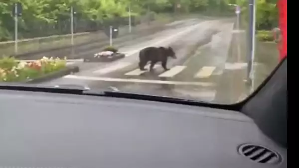 Val de atentionari Ro-Alert care anunta prezenta ursilor, in Prahova. Unele au fost si in zone turistice intens vizitate