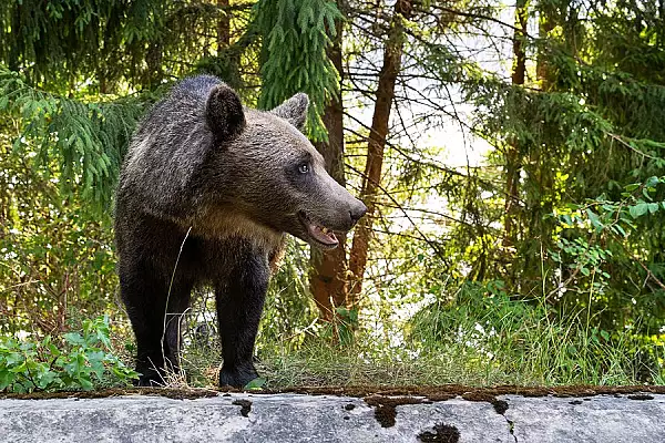 Vanatoare de ursi in Covasna. Zeci de animale vor fi impuscate pana la finalul anului, conform noii legi