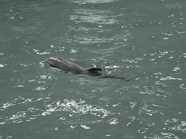 Veste trista: a murit Baby, primul pui de delfin nascut in captivitate la Constanta. Ce s-a intamplat