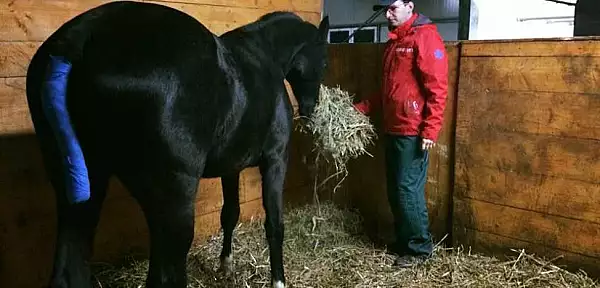 Veterinarul specializat pe cai, care face minuni intr-un sat din Bistrita-Nasaud: le ofera de la acupunctura la inseminari artificiale