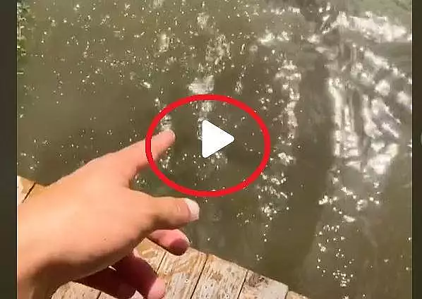 VIDEO - A observat un peste pe fundul apei si a vrut sa le arate si prietenilor. Ce a urmat intrece orice imaginatie