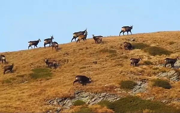 VIDEO Imagini inedite filmate de rangeri in Parcul National Retezat: caprele negre au ocupat muntii