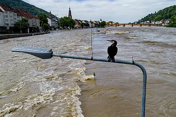 video-o-catastrofa-cel-putin-patru-persoane-au-murit-in-germania-din-cauza-inundatiilor-circulatia-trenurilor-a-fost-afectata.webp