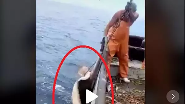 VIDEO - Pescarii cand au vazut ce-au scos din mare, au aruncat-o repede inapoi de frica