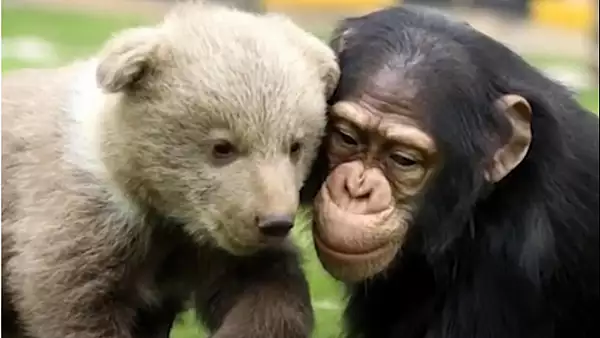 VIDEO Prietenie inedita intre un pui de urs si un cimpanzeu - Imaginile au devenit virale