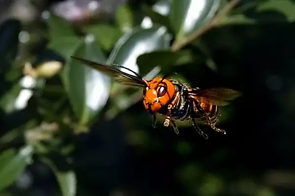 VIDEO| Primul cuib de "viespi ucigase" din SUA a fost gasit si distrus, dupa un an de cautari