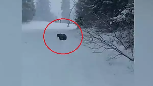VIDEO - Schior alergat de un urs, pe partie la Predeal - Animalul a fost indepartat de jandarmi