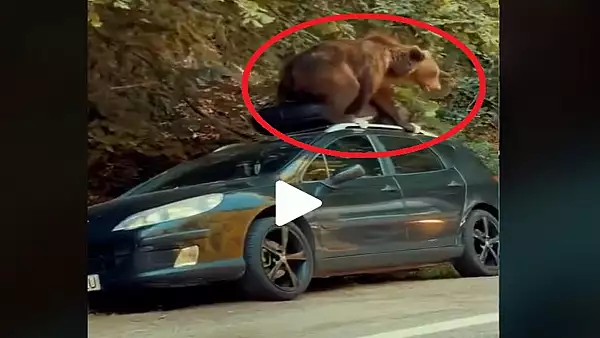 VIDEO - Se intampla chiar in Romania - Un urs devasteaza o masina aflata la marginea padurii