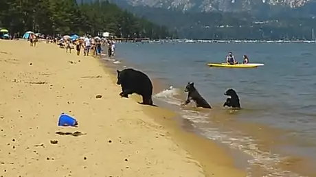 VIDEO SOCANT. Oamenii stateau la plaja linistiti cand trei ursi si-au facut aparitia. Ce a urmat?