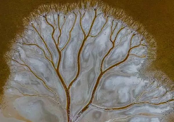 VIDEO | Un fotograf amator a descoperit „copacul vietii”. „Am fost uluit”