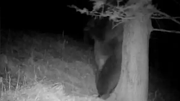 VIDEO VIRAL Scena antologica pusa in scena de un urs din Muntii Retezat
