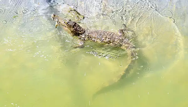 VIDEO Zeci de crocodili au invadat strazile unui oras din China