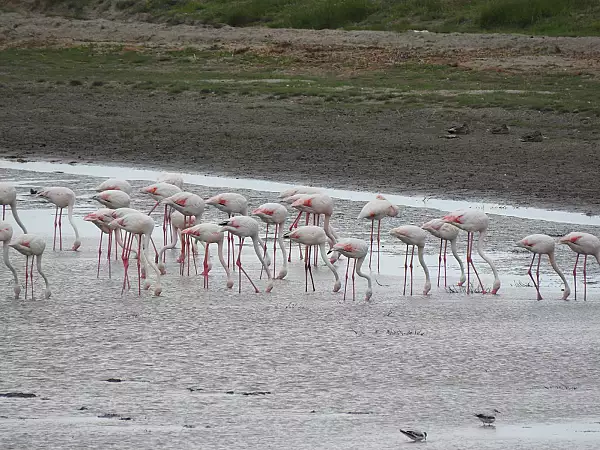VIDEO Zeci de pasari flamingo au fost vazute in Delta Dunarii / ,,Poate in viitor vor si cuibari in zona", spune Administratia Rezervatiei