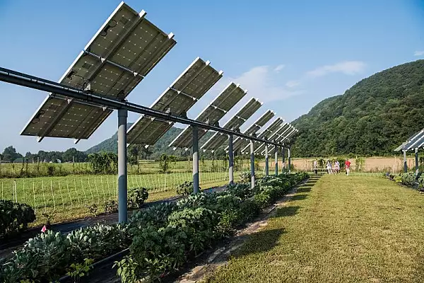 Viitorul cultivarii culturilor cu panouri solare: ce sunt celulele solare translucide