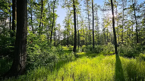 Vot istoric pentru Centura Verde Bucuresti-Ilfov: acces liber in padure pentru recreere si protejarea arborilor remarcabili