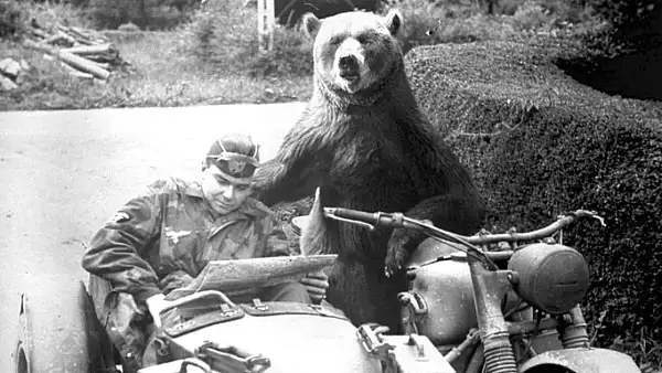 Wojtek, ursul - soldat care a luptat in cel de-Al Doilea Razboi Mondial. Scotienii i-au ridicat statuie