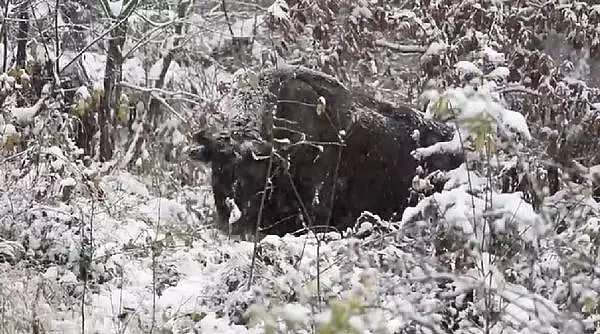 Zimbru impunator, filmat la masa, pe ninsoare, intr-o padure din Parcul Natural Vanatori Neamt